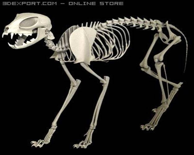 Opis: Opis: Opis: Cat Skeleton 3D Model in Amphibians 3DExport